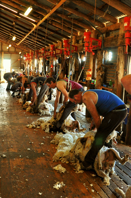 Steam Plains Shearing 022681  © Claire Parks Photography 